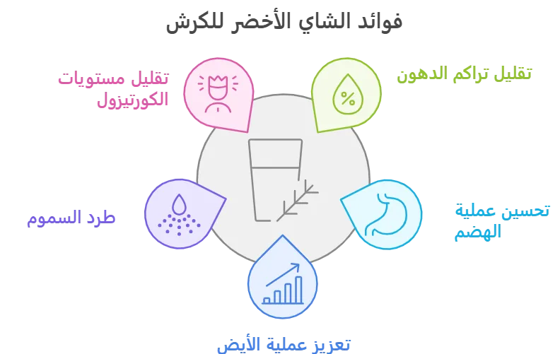 فوائد الشاي الأخضر للكرش